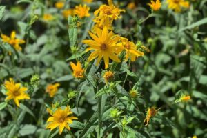 Close-up of yellow flowers blooming in alley garden adjacent to the Green Garage.