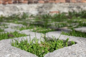 Close-up of ground cover growing in the diamond-shaped openings of the permeable pavers in the Green Alley.