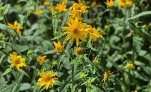 Close-up of yellow flowers blooming in alley garden adjacent to the Green Garage.