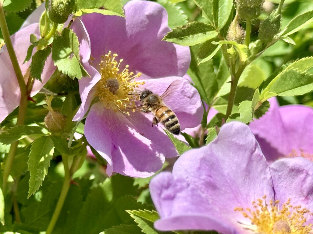 A close up shot of a honeybee pollinating a pink flower.